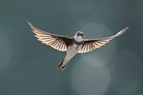 Sand martin (Riparia riparia), in flight, Reussegg nature reserve, Canton Aargau, Switzerland