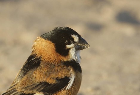 Rusty-collared Seedeater (Sporophila collaris melanocephala) male, Corrientes, Argentina