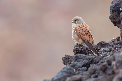 Kestrel, (Falco tinnunculus), perches on rocks, Canary Islands, animals, birds, falcons, foraging,