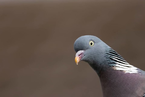 Wood pigeon (Columba palumbus) adult bird head portrait, Suffolk, England, United Kingdom