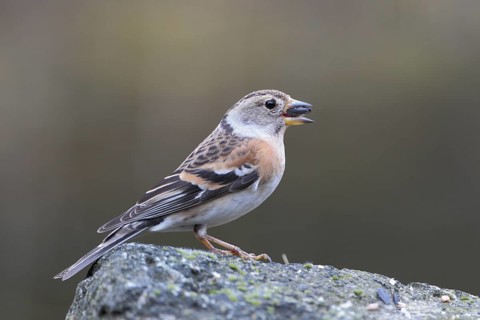 Bergfink; lat. Fringilla montifringilla; Weibchen mit einem Sonnenblumenkern im Schnabel auf einem