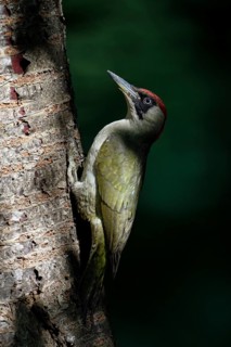 European Green Woodpecker (Picus viridis) female climbing tree trunk, North Rhine-Westphalia,