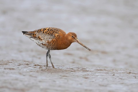Black tailed godwit (Limosa limosa) adult male wader bird in summer plumage on a mudflat, England,