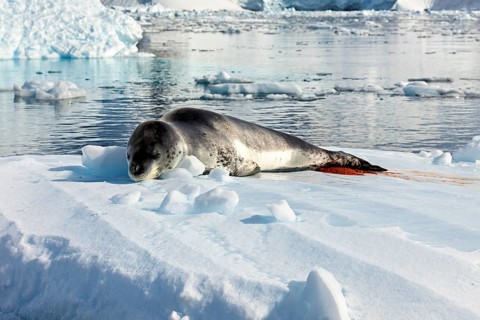 A sea lion lies relaxed on an ice floe in a quiet Antarctic environment, leopard seal (Hydrurga