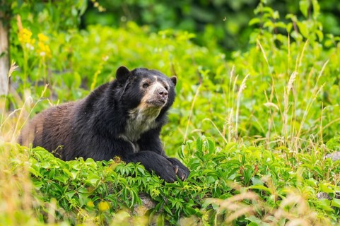 American black bear (Ursus americanus), lying in the busches, captive, Zoo Augsburg, Bavaria,