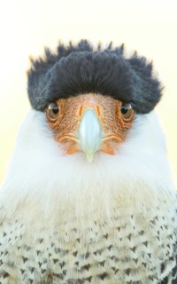 Northern Crested Caracara (Caracara cheriway), Texas, USA