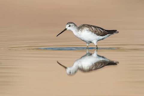 Marsh Sandpiper (Tringa stagnatilis) foraging in shallow water, Eilat, Israel