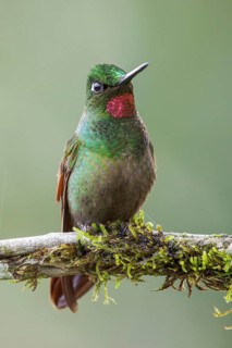Brazilian Ruby (Clytolaema rubricauda) perched on a branch in the Atlantic rainforest of southeast