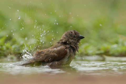 Southern Grey-headed Sparrow (Passer diffusus) bathing, Mpumalanga, South Africa