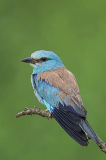 Roller, Almond Crow, (Coracias garrulus), animals, birds, raptors, raptor family, perch, biotope,