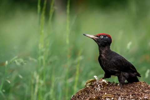 Black woodpecker (Dryocopus martius), male on forest, Castile and Leon, Spain