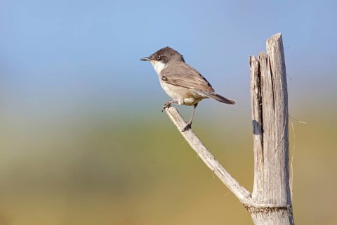 Nightingale warbler, (Sylvia crassirostris), Eastern Orphean warbler, songbird on perch, animals,
