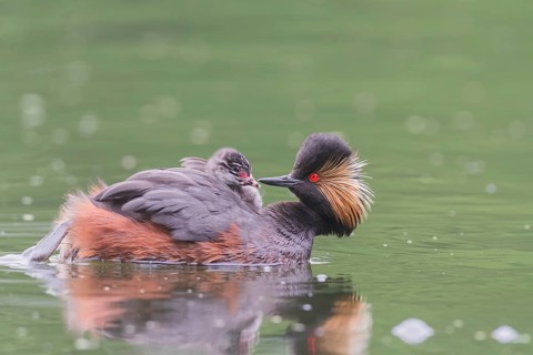 Schwarzhalstaucher (Podiceps nigricollis) Black-necked Grebe