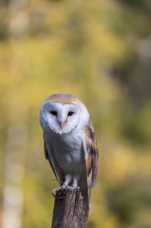 One barn owl (Tyto alba) sitting on top of a tree stump.Trees in autumnal colors in the distant