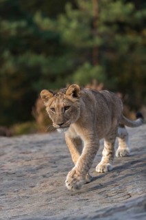 One female young lion (Panthera leo) running on a rocky plateau.Green vegetation in the background