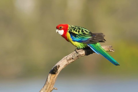 Eastern Rosella (Platycercus eximius) male perched on a branch, Victoria, Australia