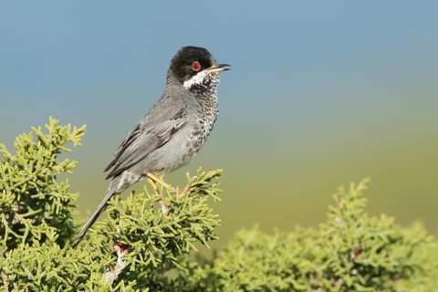 Cyprus Warbler (Sylvia melanothorax) male singing, Cyprus