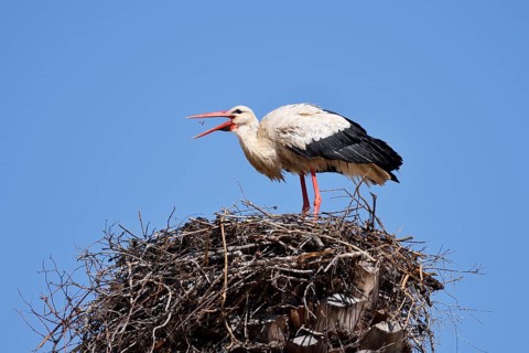 White stork (Ciconia ciconia) in the nest, Algarve, Portugal