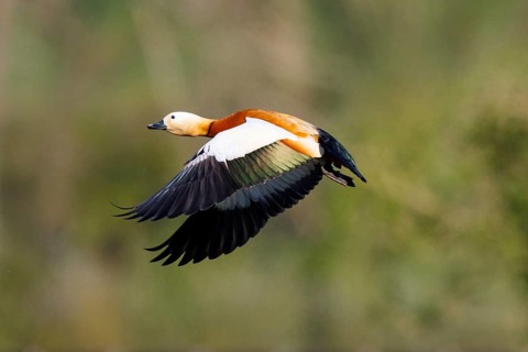 Ruddy Shelduck (Tadorna ferruginea) flying, North Rhine-Westphalia, Germany