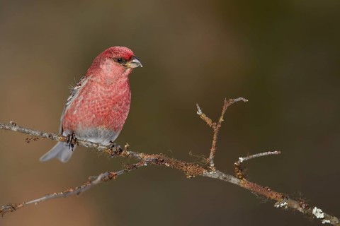 Pine Grosbeak (Pinicola enucleator) male perched on a branch, Lapland, Finland