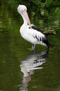 Australian Pelican (Pelecanus conspicillatus), adult bird, standing in water and preening its