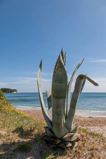 Century plant (Agave americana), Majorca, Balearic Islands, Spain