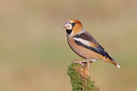 Hawfinch (Coccothraustes coccothraustes), male, perched on a moss-covered branch, Wilnsdorf, North