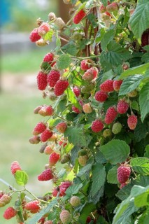 Rasp blackberry (Rubus 'Tayberry'),  Germany