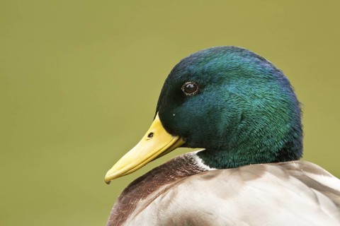 Mallard (Anas platyrhynchos) male, Rhineland-Palatinate, Germany