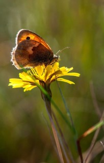 Brandenburg, Germany, big ox eye, maniola jurtina, meadow brown, national natural heritage, natural