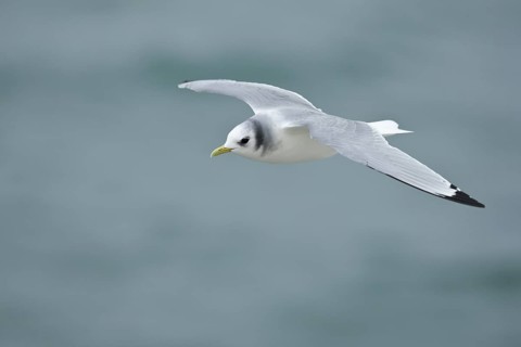 Black-legged Kittiwake (Rissa tridactyla tridactyla) flying, North Sea, Germany