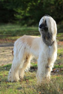 Afghan Hound, Afghan Greyhound, Sighthound