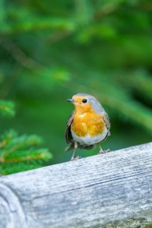 European robin (Erithacus rubecula) sitting on a wood, Bavaria, Germany