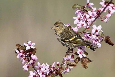 Pine Siskin Carduelis pinus Dorris, California, United States 10 May Adult Fringillidae