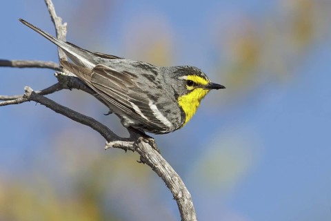 Grace's Warbler (Setophaga graciae) perched on a branch in southern Arizona, USA