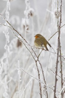 European robin (Erythacus rubecula) Germany