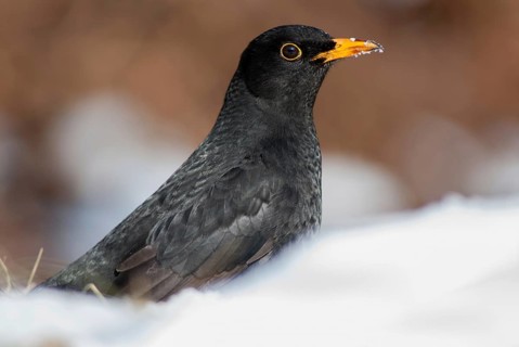 Blackbird, Turdus Merula, Birds, Leo, Songbirds, Songbirds, Birds