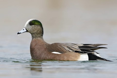 American Wigeon (Mareca americana) male, British Columbia, Canada