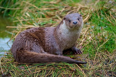 An attentive otter sits in the grass and observes around him in his natural habitat, otter (Lutra