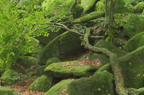 Mossy rocks with tree trunk in forest, moss, stones, green rocky landscape, nature photography,
