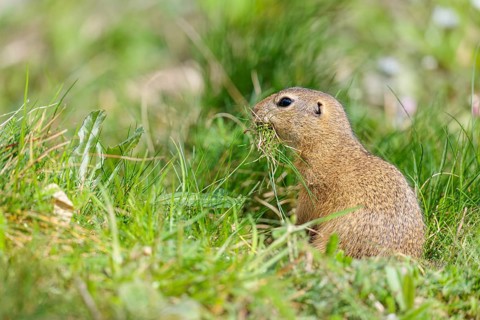 A fully grown European ground squirrel (Spermophilus citellus) carries nesting material in its