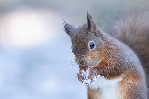 Red squirrel (Sciurus vulgaris) adult animal feeding on a nut in snow in winter, England, United