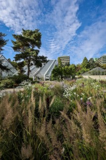 Bochum, North Rhine-Westphalia, Germany - Blooming flower-bed in the flower bed in front of the