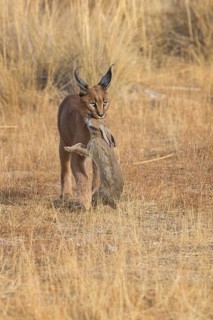 Caracal (Caracal caracal) adult hunting Iberian Hare (Lepus granatensis), Castile-La Mancha, Spain