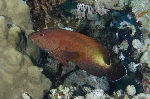 Red grouper (Cephalopholis hemistiktos)