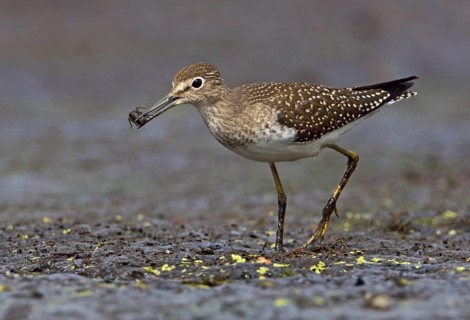 Solitary Sandpiper (Tringa solitaria), British Columbia, Canada