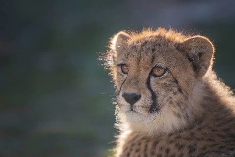 Cheetah (Acinonyx jubatus) portrait, Castile-La Mancha, Spain