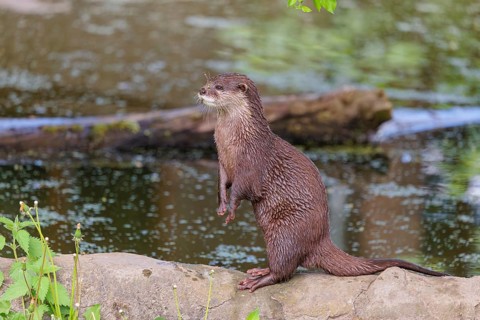 On a sunny day, an oriental small-clawed otter (Aonyx cinerea) stands attentively upright on a rock