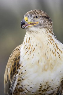 Ferruginous Hawk (Buteo regalis), Arizona, USA