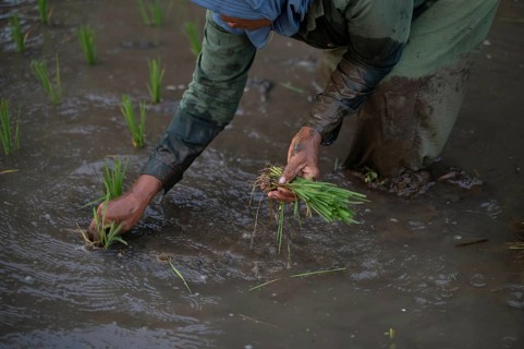 This image showcases a farmer planting rice seedlings in a flooded paddy field in Indonesia,